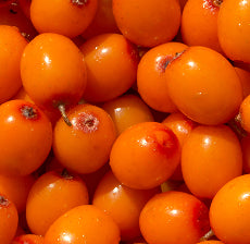 Sea Buckthorn